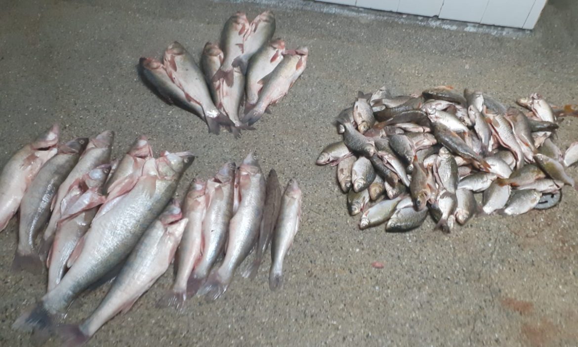 Peste 220 kg de peşte transportate fără documente legale, confiscate de polițiștii de frontieră tulceni