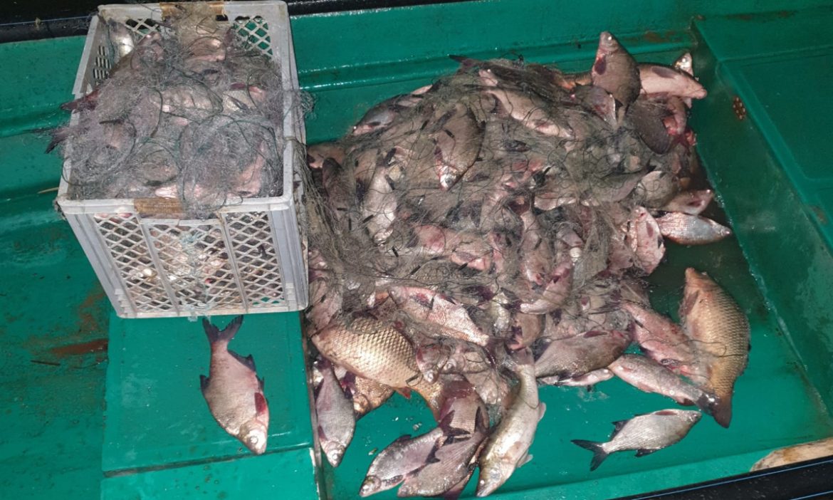 Aproximativ 200 kg de peşte confiscate de polițiștii de frontieră tulceni